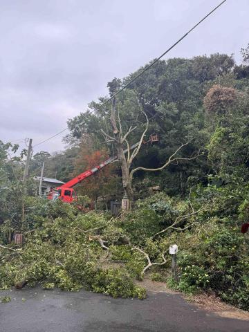 🪽森羽園藝 - 樹木矮化