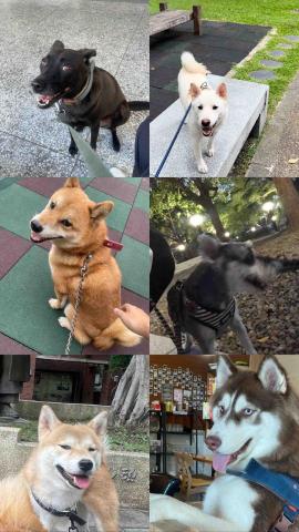 旺財寵物散步 - 曾經跟我們一起出門的狗勾