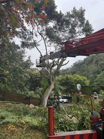 🪽森羽園藝 - 樹木修剪