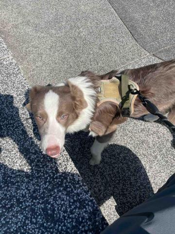 旺財寵物散步 - 帶邊牧出門