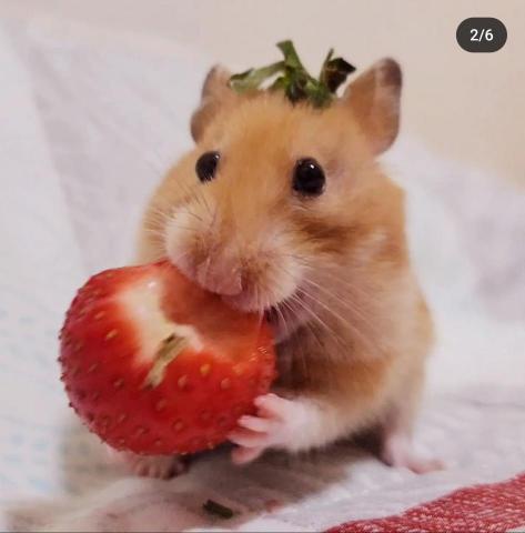 Henry Liang - 我曾經的寵物黃金鼠