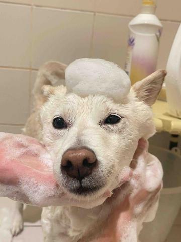 Nicol - 2歲的白柴