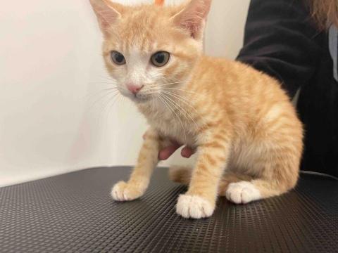 Nicol - 4個月的橘子