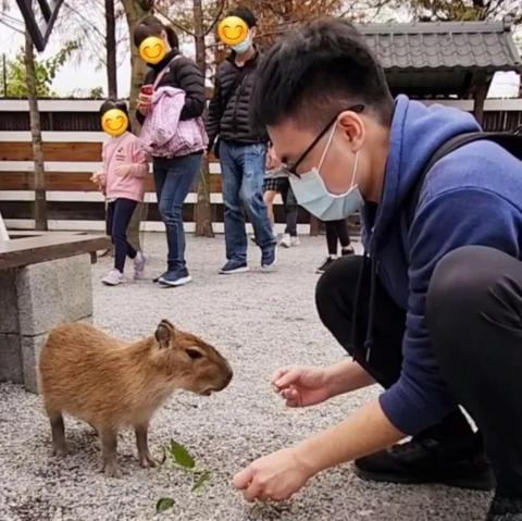 Henry Liang - 餵食小水豚