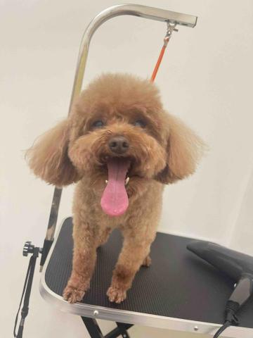 Nicol - 9歲的貴賓