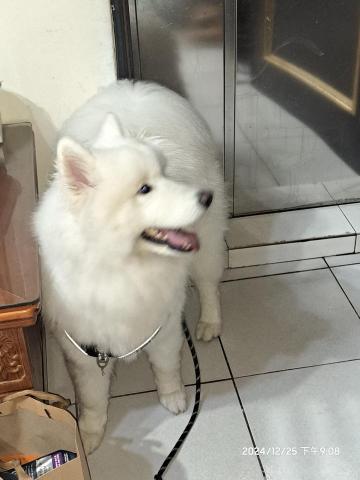 郭晉 - 客戶寄養薩摩耶犬