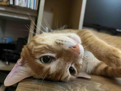 🙍🏻&zwj;♀️產前按摩/產後雕塑 - 常被撒嬌小眼神萌到