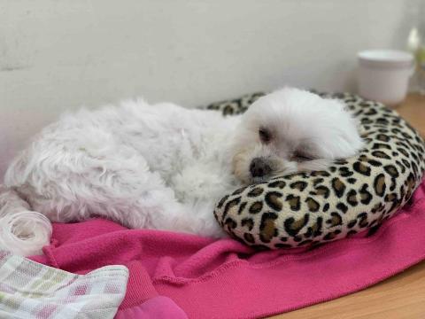 KELLY 到府安親保姆 - 