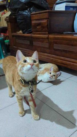 🙍🏻&zwj;♀️產前按摩/產後雕塑 - 逗貓中