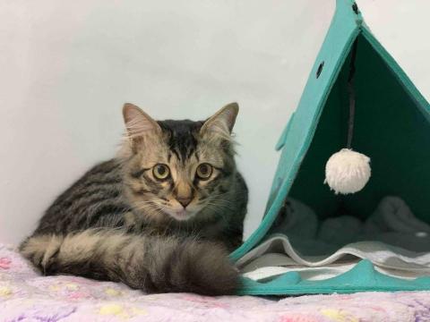 KELLY 到府安親保姆 - 