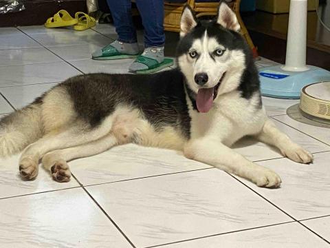 寵物（毛小孩）寄宿/陪伴/散步 - 這是我第一次在PRO360 的寄宿毛小孩