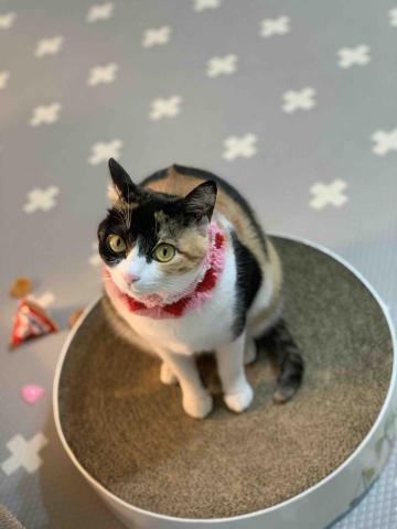 KELLY 到府安親保姆 - 