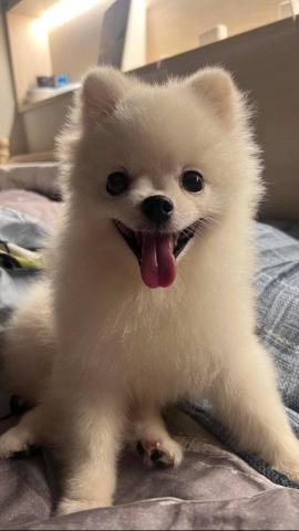 林雅慧 - 以前我們夫妻養的寶貝、可是他離開我們了、我老公超級疼愛他想到這心好痛喔