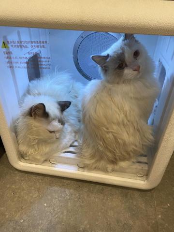 葉柔均 - 貓咪洗澡烘乾箱