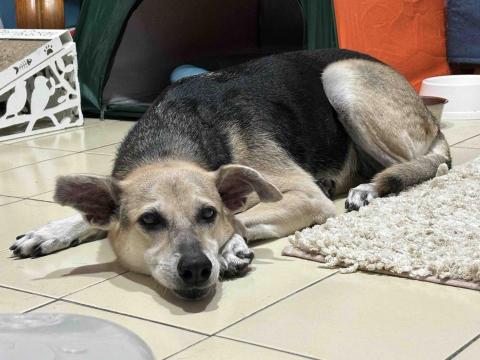 卡楽寵物居復能養護工作室 - 老犬寄養