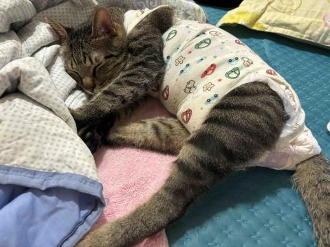 卡楽寵物居復能養護工作室 - 癱貓居家照護與復能