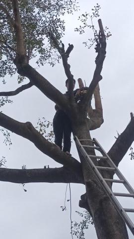 綠芬園園藝 - 修剪中因社區吊車無法進入 由始至終有人工高空施作完成