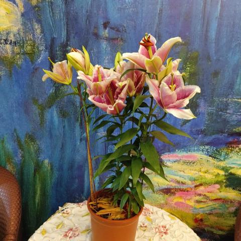 提供冷凍宅配服務的專家阿豪