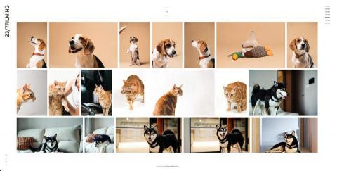 日日音像製作237filming - 寵物攝影｜棚內拍攝、到府拍攝