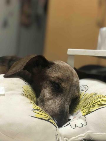 卡楽寵物居復能養護工作室 - 老癱犬照護