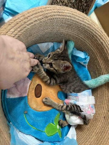 卡楽寵物居復能養護工作室 - 癱貓訓練與照護