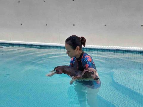 卡楽寵物居復能養護工作室 - 寵物水中運動高級課程