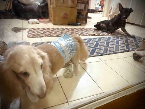 卡楽寵物居復能養護工作室 - 15歲臘腸與截肢犬照顧