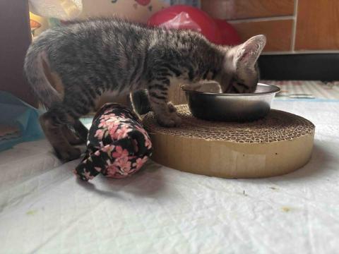 卡楽寵物居復能養護工作室 - 癱貓復能