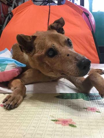 卡楽寵物居復能養護工作室 - 老癱犬照護