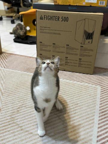 盧氏服務所 - 陪玩、餵食、清潔