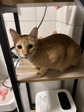 沐沐這一家 - 清理貓砂與陪伴