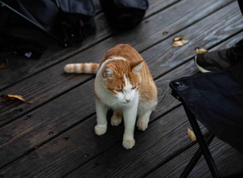 研恒攝影工作室 - 動物攝影