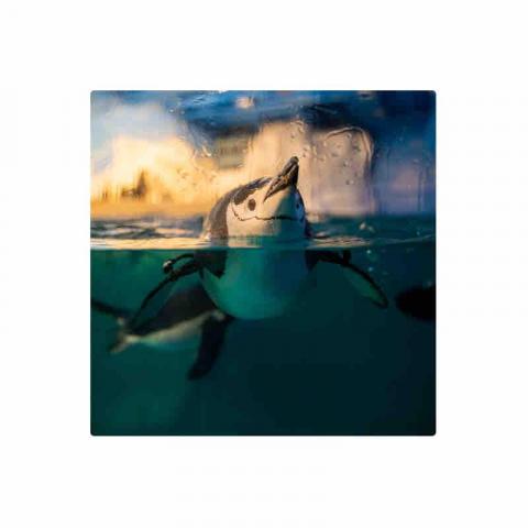 研恒攝影工作室 - 旅遊寵物拍攝