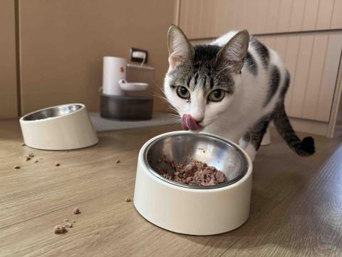 盧氏服務所 - 到府照顧貓咪