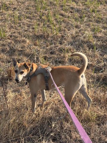 沐沐這一家 - 到府遛狗