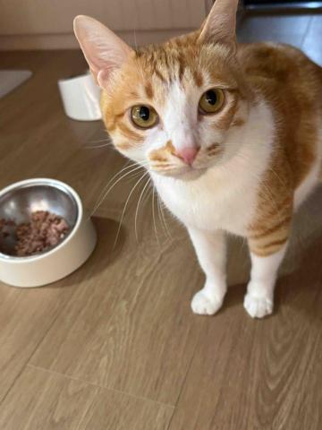 盧氏服務所 - 貓咪到府照顧