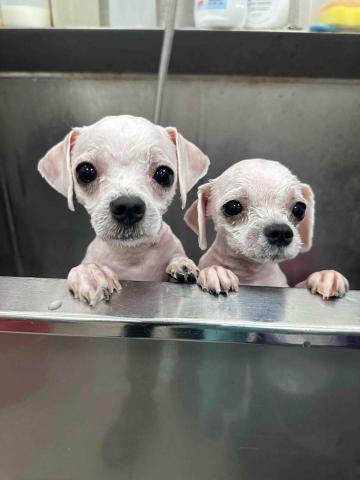 七七 - 寵物美容