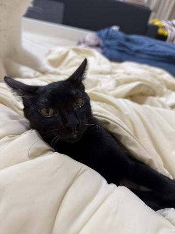 酪梨 - 自己養的貓咪