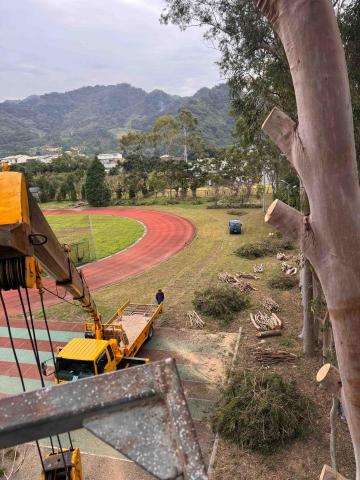 👑皇喬園藝《樹木修剪、伐木整地》 - 