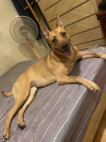 毛大叔狗私塾 - 心思細膩的媽寶 
狗學生 毛大叔狗私塾 - 心思細膩的媽寶 
狗學生