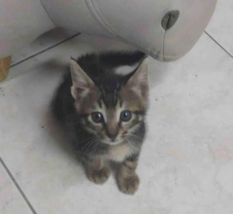 提供模型服務的專家葉俞均