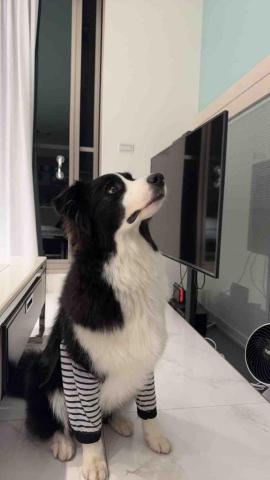 毛大叔狗私塾 - 憨厚可愛的Cola
#狗學生 毛大叔狗私塾 - 憨厚可愛的Cola
#狗學生