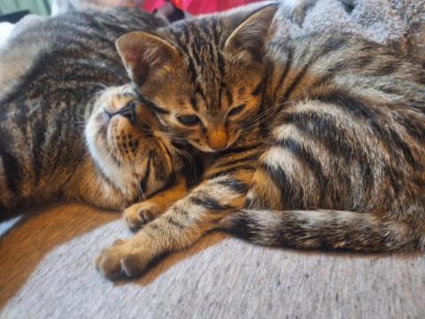 楊怡玲 - 中途的小虎斑