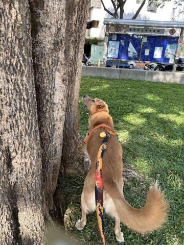 毛孩子的家人 - 妹妹-是一直看到松鼠?️會痴迷望著看的可愛?狗狗