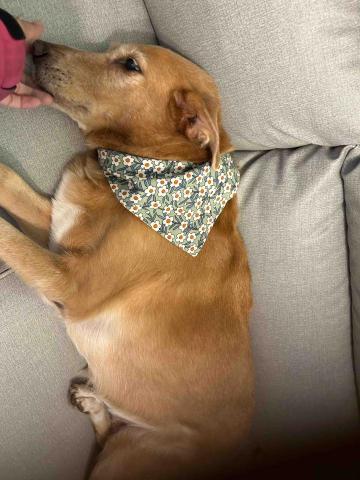 毛孩子的家人 - 妹妹-是一隻很愛松鼠的狗❤️看到松鼠會站在原地不動一直看著他們的狗