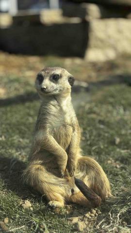 JaneJane - 九九峰動物拍攝