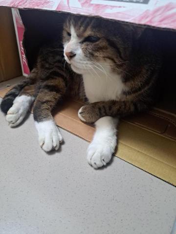 信君 - 照顧朋友的貓