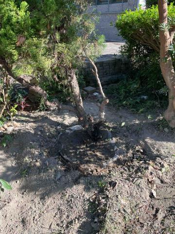 三甲園藝景觀有限公司 - 龍柏移植