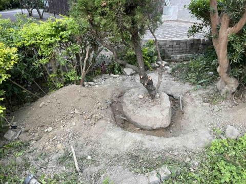 三甲園藝景觀有限公司 - 龍柏斷根