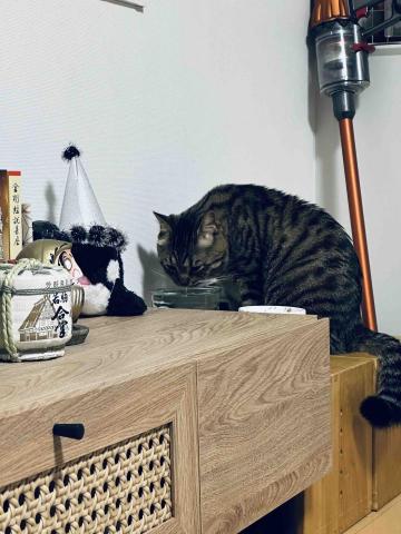 Jessy Hu - 貓咪保母